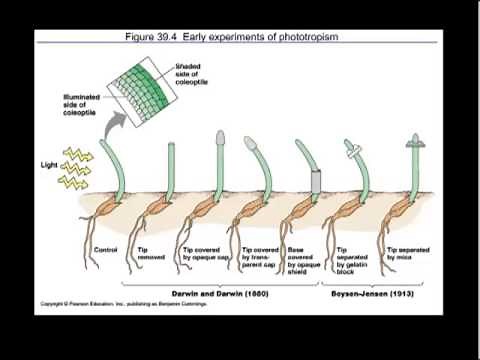 Auxin and tropisms
