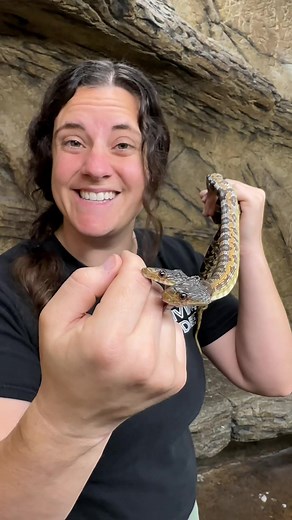 Is this the most impressive thing youve ever seen!😅 a two headed rat snake that has the capabilities of biting with both heads🐍🙌🏻🤣 #twoheads #special #rare #snake #funny #bite #animals #tiktok