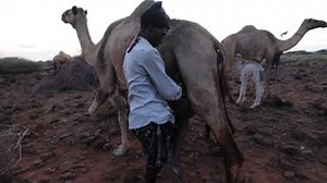 Ever wonder how camels are milked? Unlike cows, camels are too tall to be milked while sitting down. The milker has to stand on one leg while balancing a bucket on their thigh. A calf must be kept nearby so that the mother lets her milk down, but not so close that the rowdy youngster causes the valuable goods to spill. The milk is highly nutritious, being packed with Vitamin C, and is regarded by pastoralist communities in Kenya's north as medicinal. Learn more in CGTN Africa's upcoming special 
