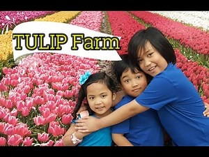 Tulip Farm Open Day Tour | Edendale, New Zealand