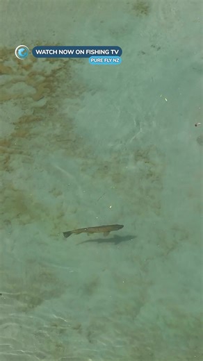 Is NZ the best fly fishing location in the world? - ‘Pure Fly NZ’ on FishingTV Click the link to watch now! https://www.fishingtv.com/series/pure-fly-nz-series-5/ Season 5 of Pure Fly New Zealand is better than ever, exploring the pinnacle of fly fishing with the best anglers in the country. Whether it’s the mountains, wild forests and fjords of New Zealand, or the open plains of Patagonia, every location is matched in beauty only by its fish. We learn the secrets of Trout fishing in the rivers 