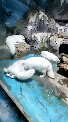 What are these Polar Wolf doing 😲