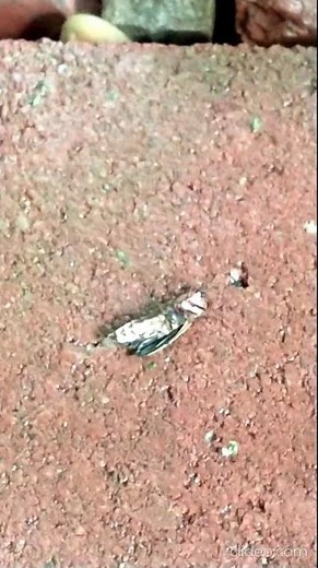 Lightning Bug / Firefly seems exhausted from previous activity. Tennessee USA 🎶 #firefly #lightbugs