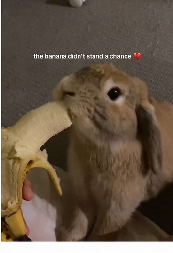 Evil Bunny Stole My Banana: A Mini Lop Adventure