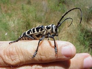 Cottonwood Borer - Great Plains Nature Center