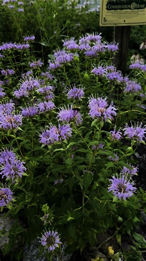 Welcome to the Jungle, A Jungle full of Bumble Bees that is. #savingmonarchs #Bumblebee #gardening #habitat #insects #bees #beebalm #pollinators #welcometothejungle | Saving Monarchs