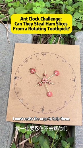 We cranked up the ant test! Will these tiny engineers work together to lift the ham?
