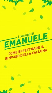 4K views · 73 reactions | La Calluna è una splendida pianta acidofila, sempreverde che predilige un’esposizione parzialmente soleggiata per tutto l’anno. Coltivala anche tu insieme a noi e a @Simegarden con il terriccio professionale per piante acidofile, le tue callune diventeranno sempre più belle e splendenti. Scegli la qualità professionale per chi ama le piante, scegli Vigorplant  #Vigorplant #LaQualitàProfessionalePerChiAmaLePiante | Vigorplant | Facebook