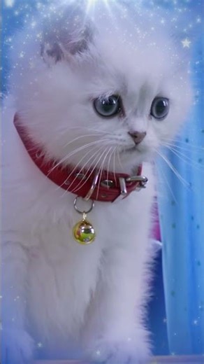 🐱Kitty Cat Kitty Cat Sad Meow Meow #shorts #cartoon #cat #trending #mittensandpants