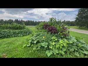 Companion Plants in Hugelkultur Beds: Three Sisters Polyculture