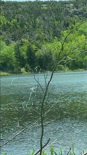 Beavers in Acadia National Park | Wildlife at Beaver Pond in Maine