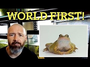 COMMON FROGS: how to breed, colour morphs and captive care