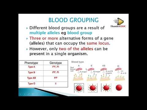 BLOOD GROUP (genetic cross involving blood groups): GRADE 12 LIFE SCIENCES |ThunderEDUC | M.SAIDI