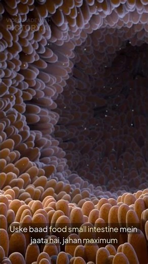 Digestive System Explained in 30 Seconds | Simple & Easy