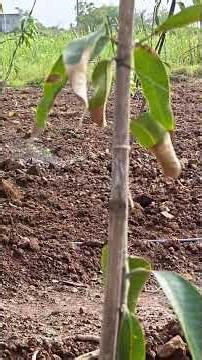 Farming by Software Engineer #farming #nature #villagelife #drip irrigation #vlog