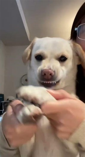 Ready for a cute pet debut? Xiaobaiyao & Sir Ning's Cat