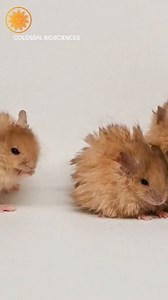 13K views · 60 reactions | Extinction is still forever, but scientists at the biotech company Colossal Biosciences are trying what they say is the next best thing to restoring ancient beasts — genetically engineering living animals with qualities to resemble extinct species like the woolly mammoth. https://cbsn.ws/4btVCmc | CBS Mornings | Facebook