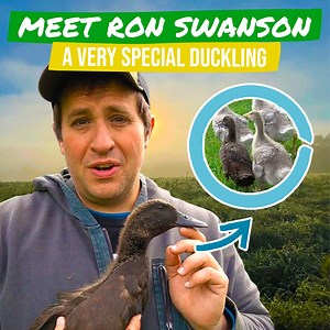 175K views · 7.6K reactions | The story of our strange duck Ron Swanson 閭 | Gold Shaw Farm | Facebook