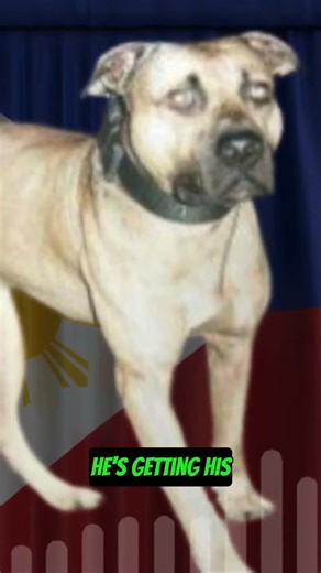 GR CH FOX 7xw PITBULL Champion Who Outsmarted Every Opponent #apbthistory #gamedogs