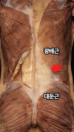 허리의 특이한 구조