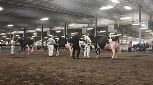 Midwest Spring National Holstein Show - Grand Champion | The Bullvine