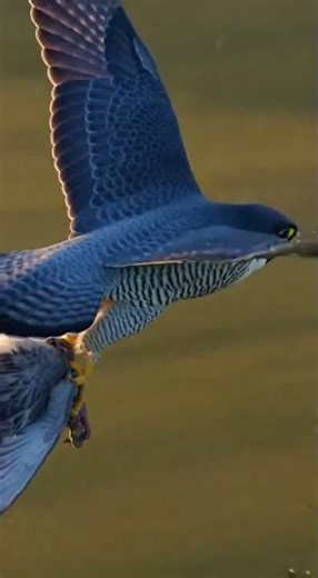 Peregrine Falcon vs Pigeon: Lightning Fast Mid-Air Catch! #viral #wildlife #animals