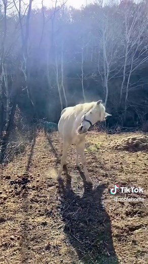 Hilarious Horse Poop Compilation | Funny Equine Moments