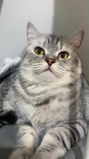 Gray Tabby Cat: Discovering Its Unique Traits