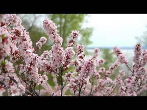Spring & Beautiful Relaxing Music with a Flute and Piano