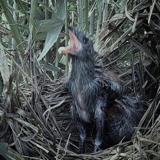 100K views · 2.9K reactions | Little birds get special food | Review Bird Nest | Facebook