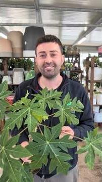 Tutto quello che non sai sulla Papaya! #plants #piante #alberi #albero #tree #papaya