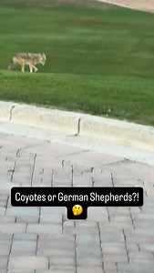 10K views · 1.5K reactions | This pack of Arizona Coyotes were on morning rodent patrol and had a little fun while at it. This pack sure seems to have some German Shepherd bred into it!?! If you’re on Instagram I’d appreciate you giving my page a follow as I try and grow on that platform! https://www.instagram.com/jeremyjohnsonphotography | Jeremy Johnson Photography | Facebook
