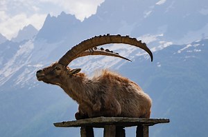 Lumix S 70-300mm f4.5-5.6 OIS : léger et abordable !