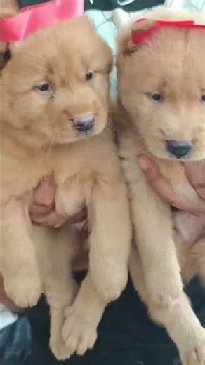 A fluffy pup with a dark mask around its eyes, so distinctive