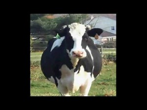 Cow Song