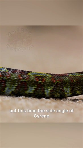 26K views · 720 reactions | Side angle of the beautiful Rhino Viper, Cyrene, doing her caterpillar crawl! The colors on her are unbelievable. I usually capture the rectilinear movement from a top down type angle. But this time, I decided to capture some from the side as well. #rhinoviper #rhino #viper #bitis #bitisnasicornis #venomoussnakes #snakes | Mark’s Reptiles | Facebook