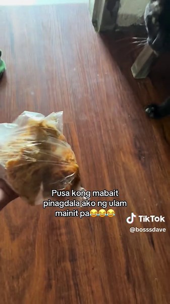 Funny Cat Video Compilation