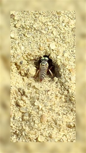 Green-eyed square-headed sand wasp digging a hole or burrow in the dessert sand... #wasp #shorts