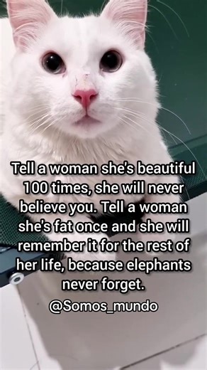 Video's van Somoslavida (@somosmundo) met I'm Fat - Sim