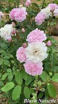 ブラッシュノワゼット　#BlushNoisette #篠宮バラ園 #rose #バラ