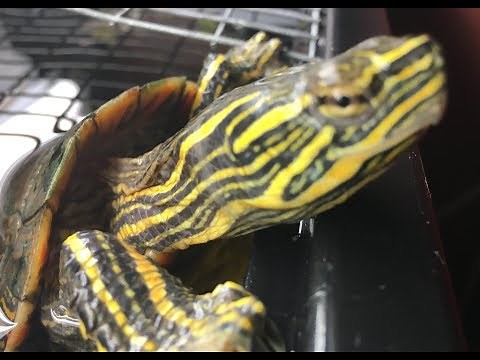 What to Feed Painted Turtles