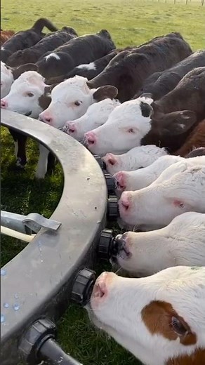 HOW ARE CALVES FEED MILK IN FARMING?