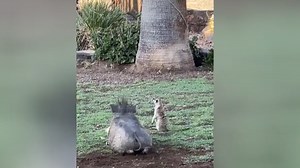 Encuentran a un jabalí jugando con una suricata: las redes sociales lo bautizan como los nuevos 'Timón y Pumba'