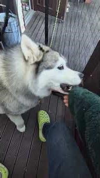 What do you think the puppy wants? 🐶🐾 #shorts #HuskyDubu #cute #petdoglife #puppycuteness