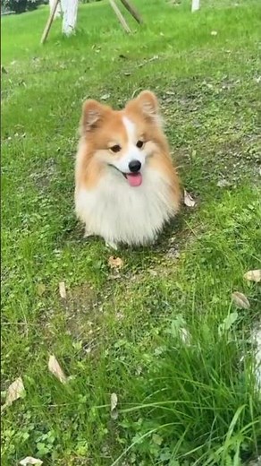 free free free Pomeranian puppies subscribe and comment for adoption