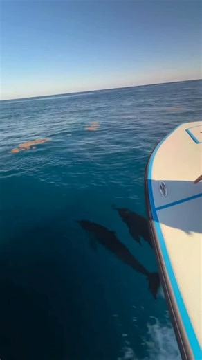 Seakeeper on Instagram: "Weekend mode on.✅😎 Our Eliet dealer @triseakeeper took their demo boat out with a Seakeeper 1 onboard and had a few dolphins join the ride. Stability makes it easy to enjoy moments like these. Start the new year with Seakeeper stability. Contact a Dealer today at the link in our bio! 🎥@triseakeeper • • • #seakeeper #takearide #lovemyseakeeper #stabilizer #stabilization"