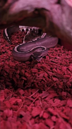 #montypython #snake #reptiles #python #pets #ballpython