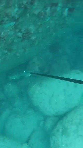 Primitive spearfishing! 🔪🐟 #fishing #spearfishing