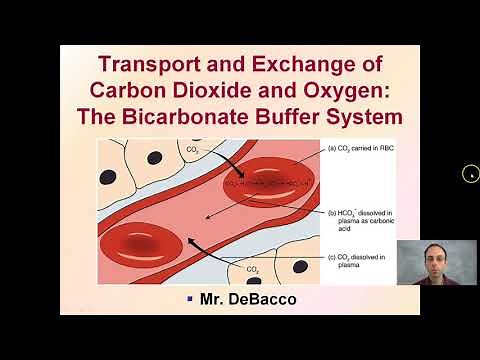 Transport and Exchange of Carbon Dioxide and Oxygen: The Bicarbonate Buffer System