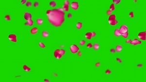 Rose Petals, Rose, Flower. Free Stock Video